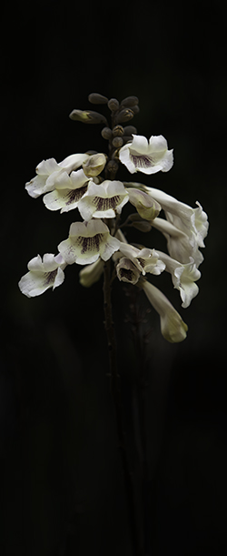 Flowers of the Paulownia tree