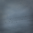 Birds On Powerlines Photo Art by Paul Theseira